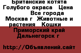 Британские котята Голубого окраса › Цена ­ 8 000 - Все города, Москва г. Животные и растения » Кошки   . Приморский край,Дальнегорск г.